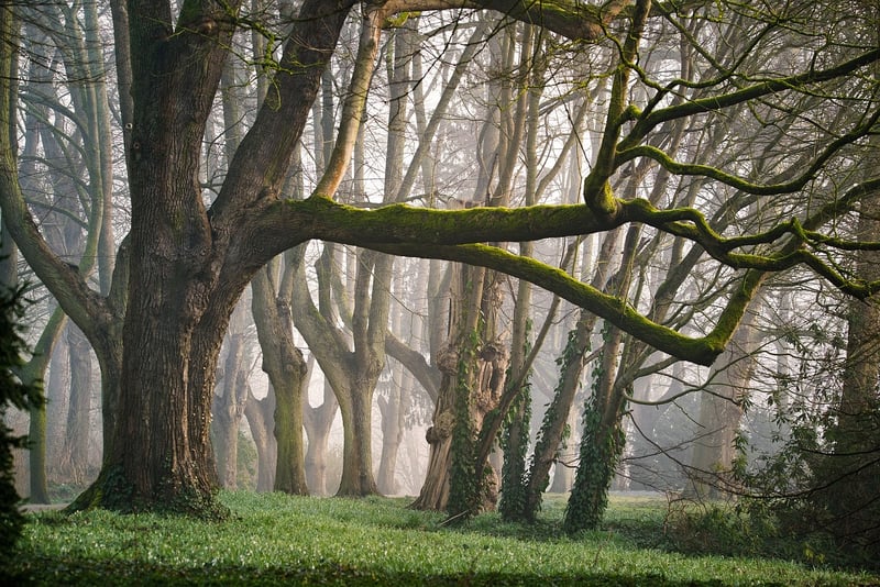 Fairy Forest