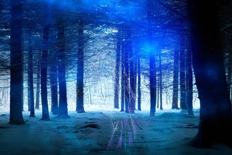 Enchanted Forest